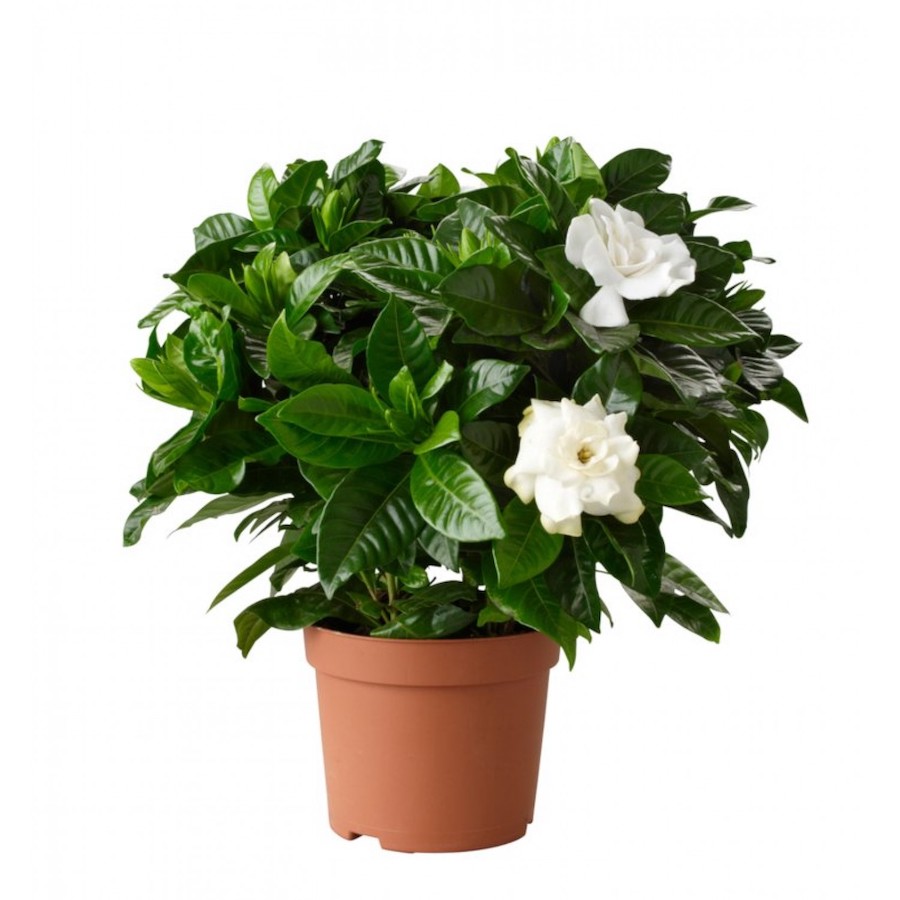 Gardenia-jasminoides-1-1500x1500