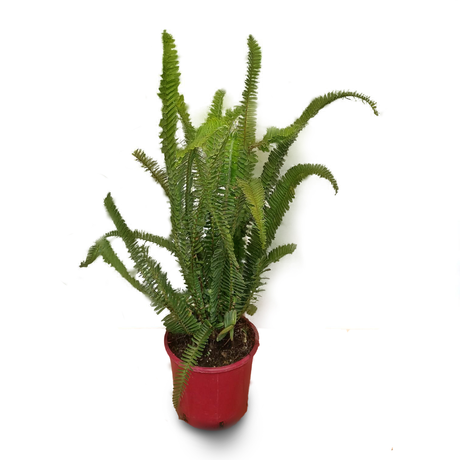 fteri_agria fteri_agria