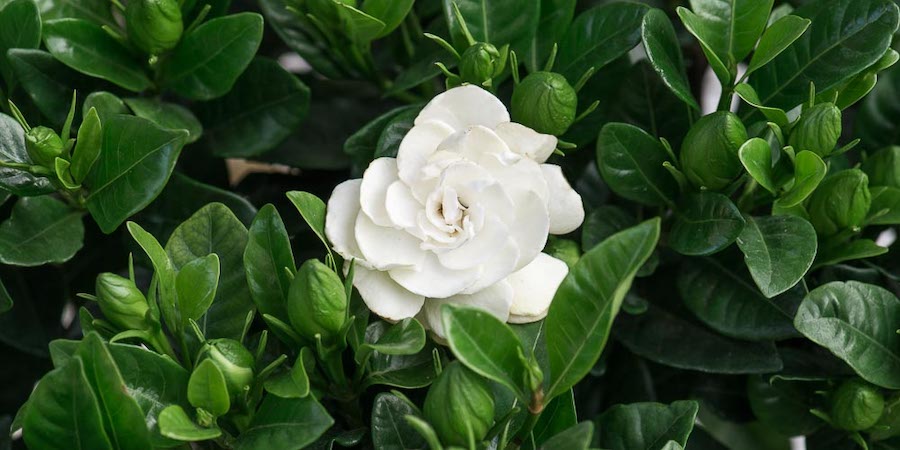 gardenia_frontida