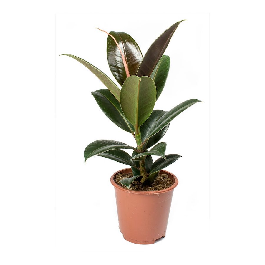 Ficus-elastica-2
