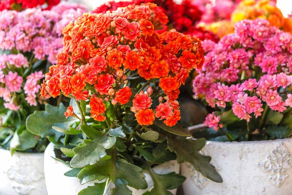 Kalanchoe_Feature
