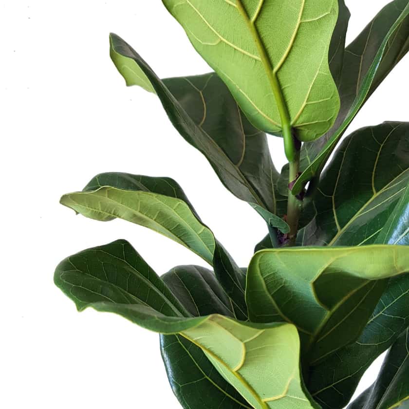 ficus-lyrata-φυλλα