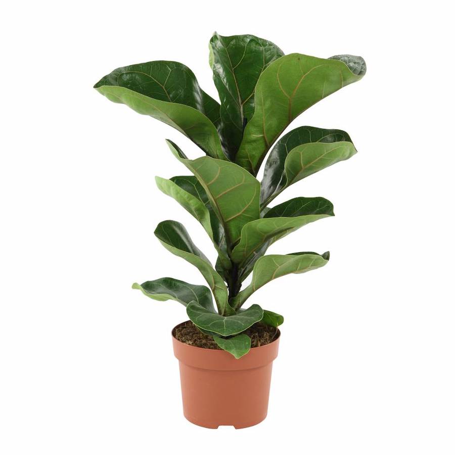 ficus-lyrata