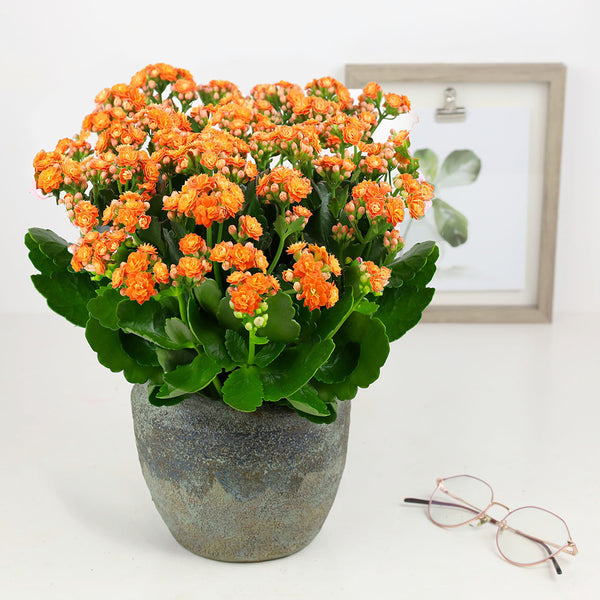 kalanchoe_lefteris
