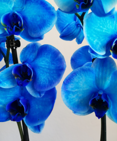 blue_flower_orch