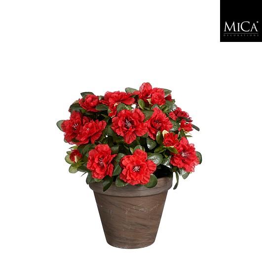 Azalea red in pot Stan grey d13,5cm - h31xd26cm Azalea_red