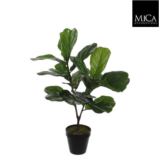 Ficus Lyrata in plastic pot green - h75xd60cm Ficus_Lyrata_75