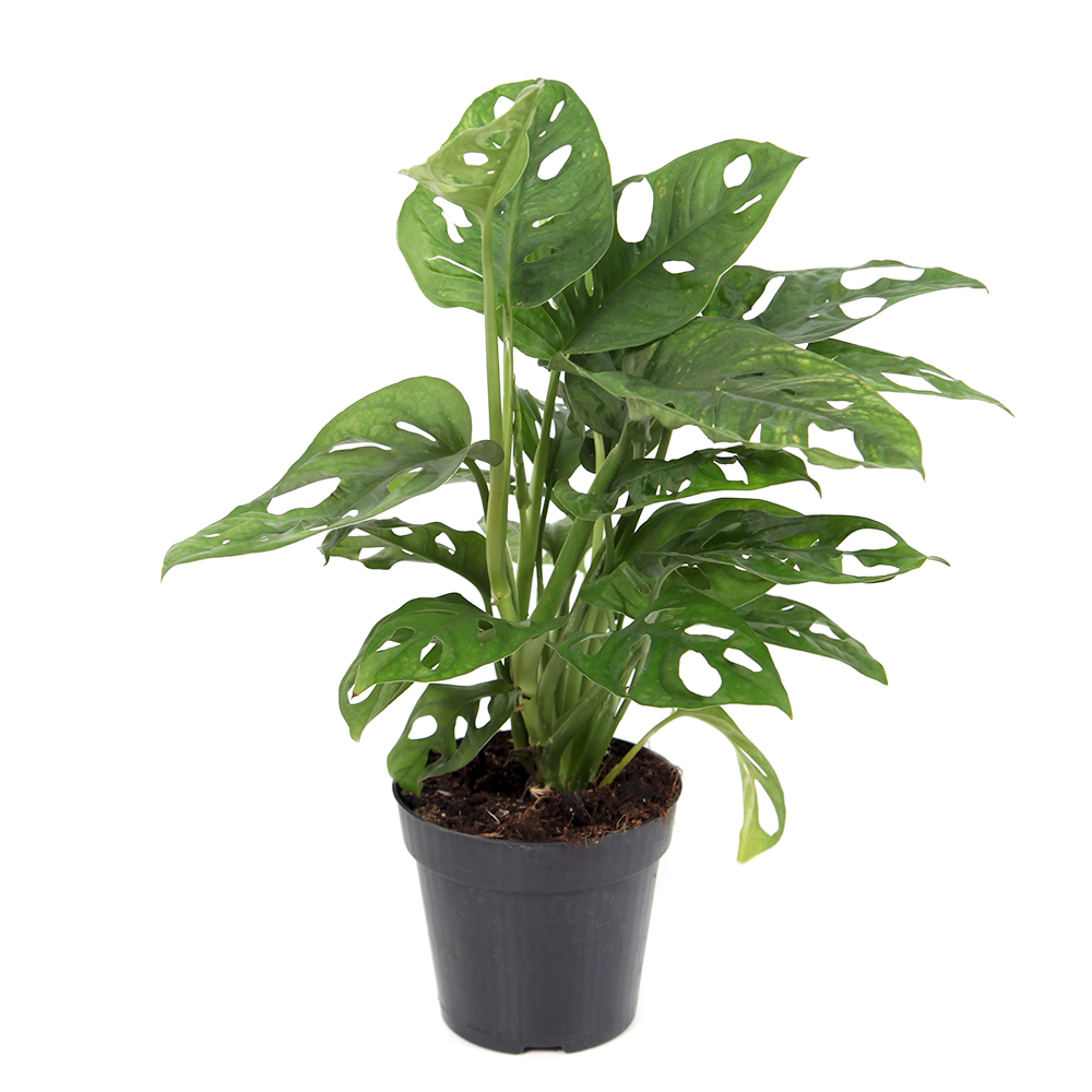 monstera_monkey
