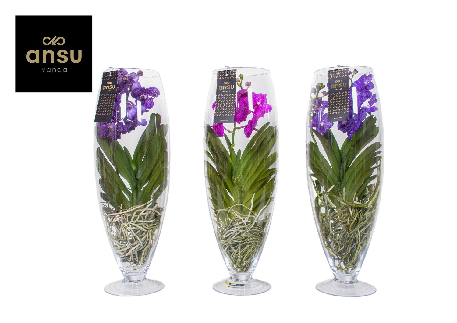 ansu_vanda_lefteris ansu_vanda_lefteris