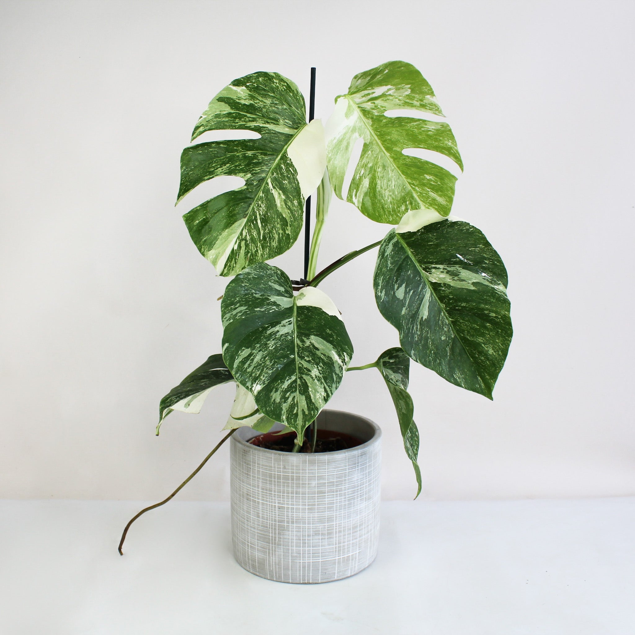 monstera-deliciosa-variegata Monstera_deliciosa_Variegata